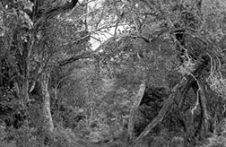 Un bosque autóctono, como el Mukogodo, en las montañas Aberdare de Kenia.