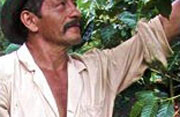 Not your average cup of joe, GULDEN coffee engages in Direct Trade with farmers in Valle de Cauca, Colombia.