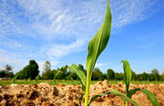 Corn is the primary U.S. agrofuel crop. <br>Photo by <a href="http://www.flickr.com/photos/o_caritas/514212557/">Patrick T. Power</a> (<a href="http://creativecommons.org/licenses/by-nc-nd/2.0/deed.en-us">CC</a>).