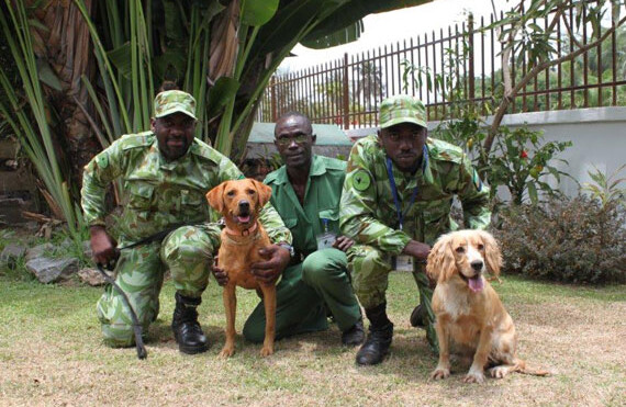 加蓬国家公园探测犬分队与 Cooper 和 Lumi。CREDIT: Ruth Starkey © WCS