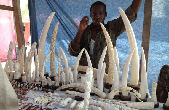 Ivory market in Kinshasa. CREDIT: <a href="http://www.policyinnovations.org/innovators/people/data/emma_stokes">Emma Stokes</a> &copy; <a href="http://www.policyinnovations.org/innovators/organizations/data/00941">WCS</a>.