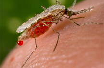 Malaria mosquito. Photo courtesy of CDC (<a href="http://commons.wikimedia.org/wiki/Image:Anopheles_stephensi.jpeg" target=_blank>PD</a>).