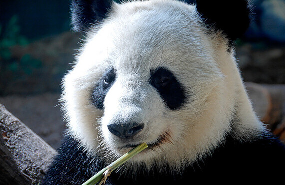 "Panda diplomacy" is back. CREDIT: <a href="http://flickr.com/photos/sebastian_bergmann/1436871395/">Sebastian Bergmann</a> (<a href="http://creativecommons.org/licenses/by-sa/2.0/deed.en">CC</a>).