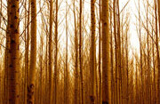 Poplar plantations are a potential source of <br>treethanol. Photo by Terry Bain (<a href="http://creativecommons.org/licenses/by-nc-nd/2.0/deed.en-us">CC</a>).