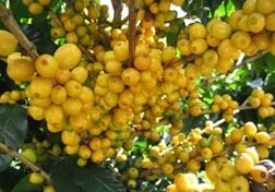 Yellow Catuaí, a variety of <em>Coffea arabica</em>