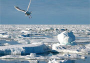 Arctic ice near the North Pole. Photo by <br><a href="http://flickr.com/photos/kenyai/54090518/">Tunde Pecsvari</a> (<a href="http://creativecommons.org/licenses/by-nc-nd/2.0/deed.en-us">CC</a>).