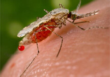 Malaria mosquito. Photo courtesy of CDC (<a href="http://commons.wikimedia.org/wiki/Image:Anopheles_stephensi.jpeg" target=_blank>PD</a>).