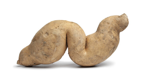 Sweet potato in a "special" shape. CREDIT: <a href="http://shutr.bz/1F9WhTC" target="_blank">Shutterstock</a>