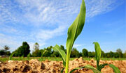 Corn is the primary U.S. agrofuel crop. <br>Photo by <a href="http://www.flickr.com/photos/o_caritas/514212557/">Patrick T. Power</a> (<a href="http://creativecommons.org/licenses/by-nc-nd/2.0/deed.en-us">CC</a>).