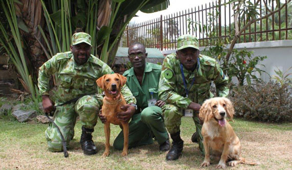 Gabonese National Park detection dog unit with Cooper and Lumi. CREDIT: Ruth Starkey &copy; WCS