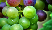 Wine grapes grown in Oregon. Photo by <br><a href="http://flickr.com/photos/dklimke/1327193292/in/set-72157601874434985/">Dan Klimke</a> (<a href="http://creativecommons.org/licenses/by-nc-sa/2.0/deed.en">CC</a>).