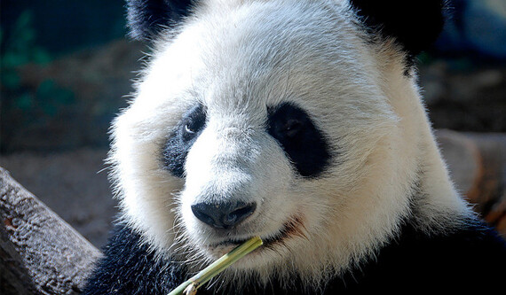 "Panda diplomacy" is back. CREDIT: <a href="http://flickr.com/photos/sebastian_bergmann/1436871395/">Sebastian Bergmann</a> (<a href="http://creativecommons.org/licenses/by-sa/2.0/deed.en">CC</a>).