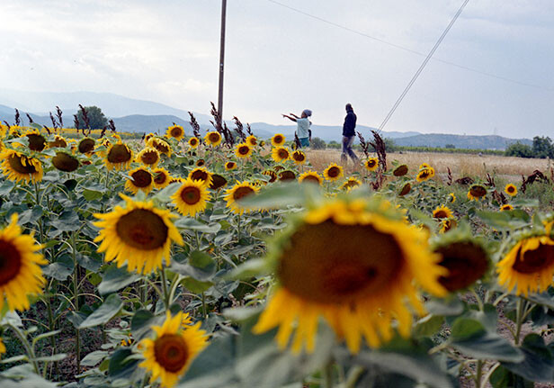 A migrant family from South Sudan walking in a sunflower field in Idomeni, a crossing point between Greece and Macedonia (FYROM) where roughly 400 migrants per day wait for a chance to cross the bord