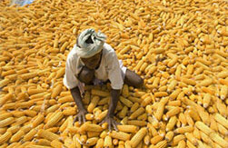 African farmer sorts maize. CREDIT: <A HREF="http://www.flickr.com/photos/gatesfoundation/5534111628/">Gates Foundation</a>, (<a href="http://creativecommons.org/licenses/by-nc-nd/2.0/deed.en">CC</a>)