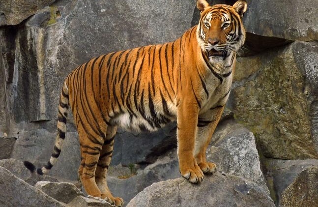 CREDIT: <a href="https://commons.wikimedia.org/wiki/File:Panthera_tigris_corbetti_(Tierpark_Berlin)_832-714-(118).jpg">Lotse/Wikimedia</a>