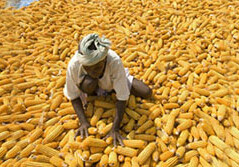 African farmer sorts maize. CREDIT: <A HREF="http://www.flickr.com/photos/gatesfoundation/5534111628/">Gates Foundation</a>, (<a href="http://creativecommons.org/licenses/by-nc-nd/2.0/deed.en">CC</a>)
