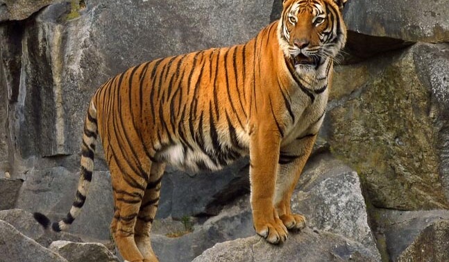 CREDIT: <a href="https://commons.wikimedia.org/wiki/File:Panthera_tigris_corbetti_(Tierpark_Berlin)_832-714-(118).jpg">Lotse/Wikimedia</a>
